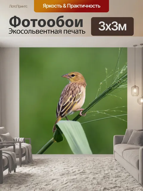 Фотообои Золотисто-обратно уивер