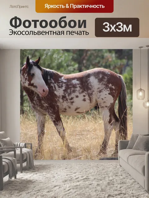 Фотообои Дикий пони