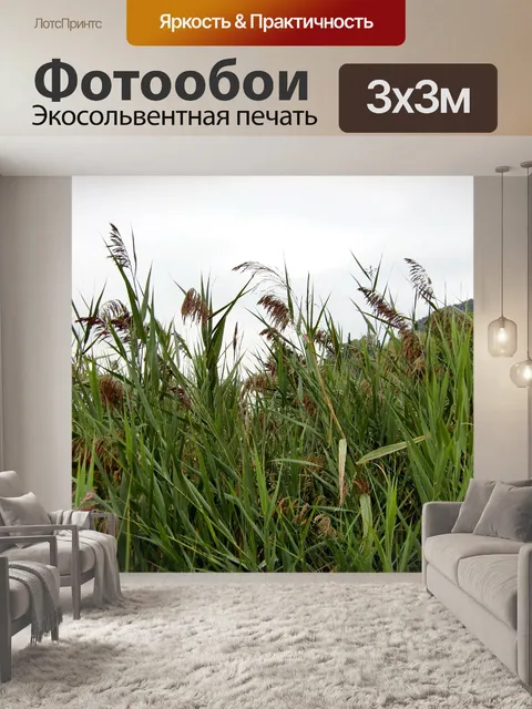 Фотообои Тростник