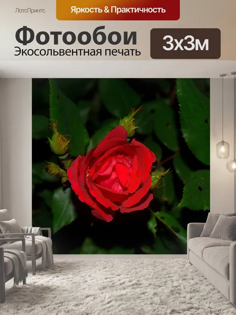 Фотообои Красная роза