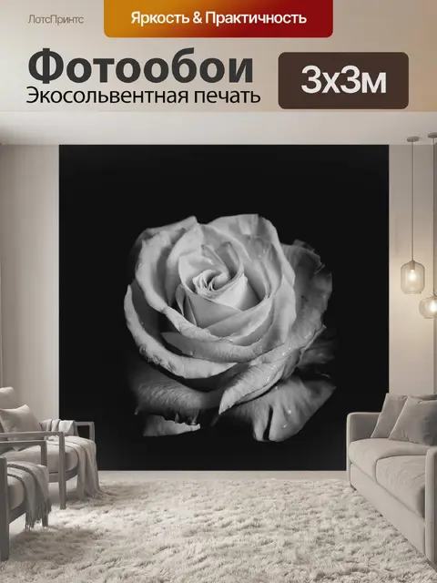 Фотообои черно-белое фото, роза, бутон