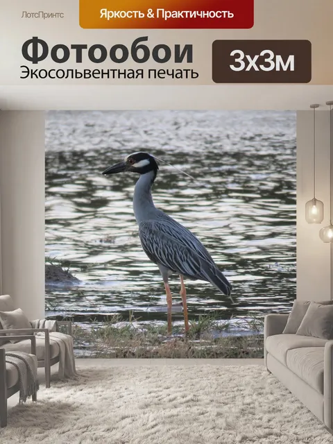 Фотообои Желтая коронованная ночная цапля