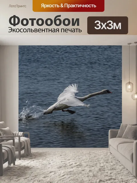 Фотообои Лебедь
