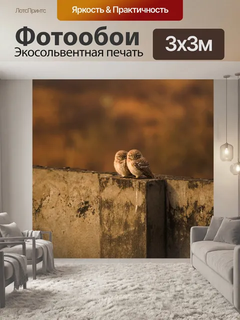Фотообои Совы