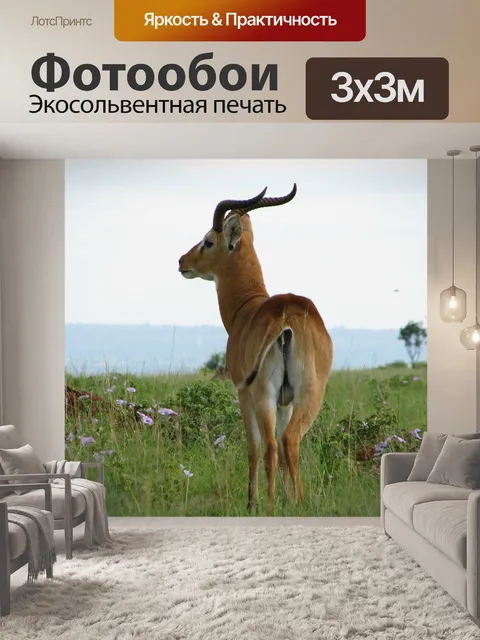 Фотообои Импала