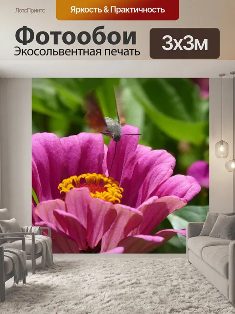 Фотообои Макроглоссум звездчатый