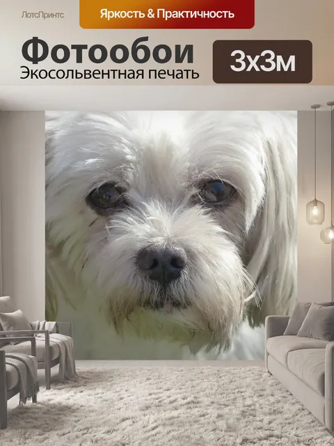 Фотообои Котон де туляр