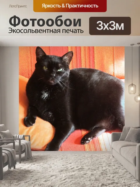 Фотообои Кошка Блэки в виде спереди