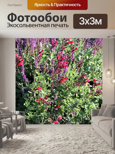 Фотообои Красная осень шалфей шалфей