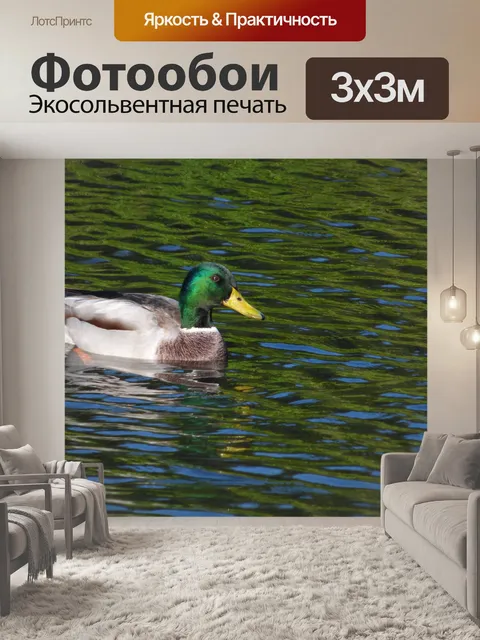 Фотообои Утка