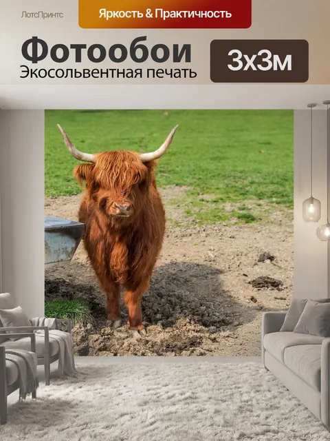 Фотообои Хайлендская корова