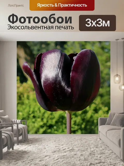 Фотообои Тюльпан