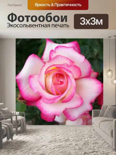 Фотообои Роза