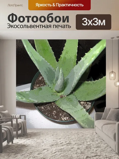 Фотообои Алоэ Вера завод a2
