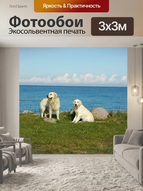 Фотообои Золотистый ретривер