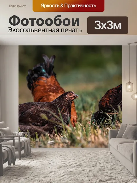 Фотообои Куры