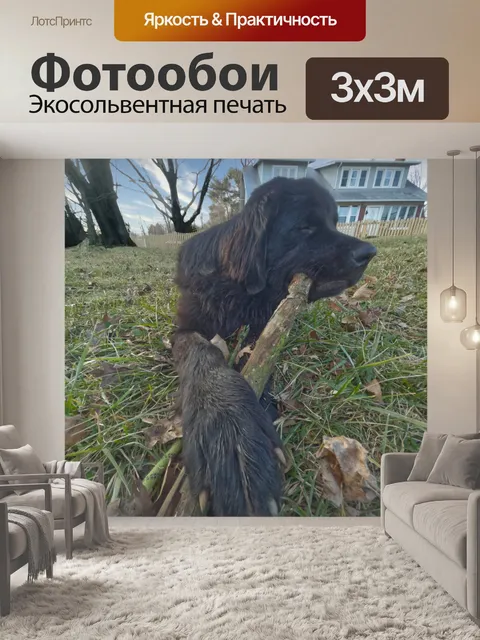 Фотообои Щенок Ньюфаундленда
