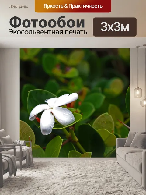Фотообои белый цветник куста натальной сливы
