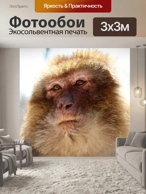 Фотообои Варварская макака