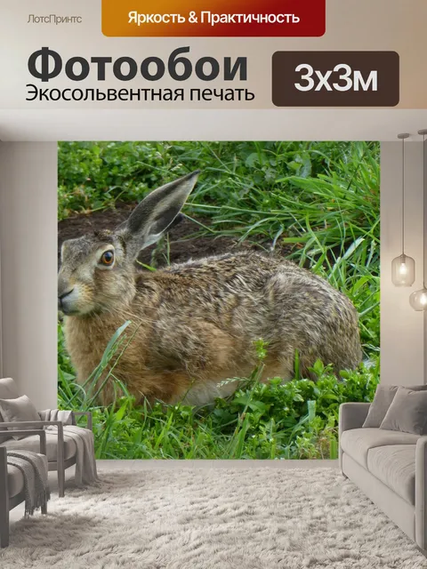 Фотообои Заяц