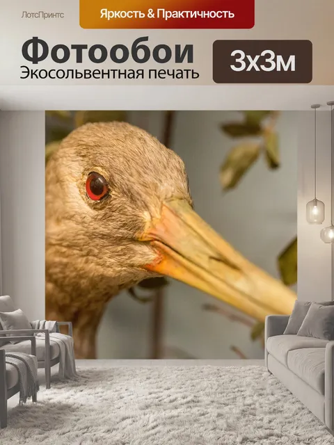 Фотообои Журавль птица