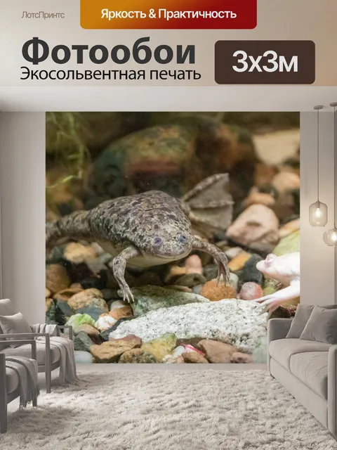 Фотообои африканская когтистая лягушка