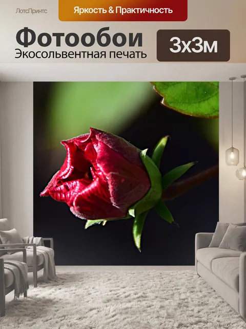 Фотообои Гибискус