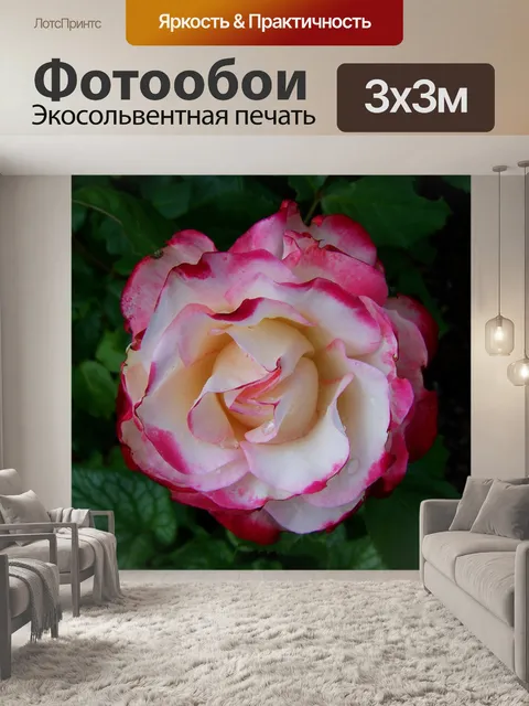 Фотообои Роуз