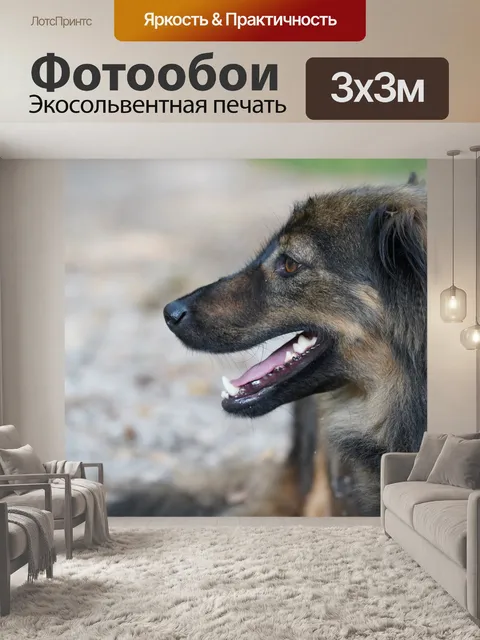 Фотообои Dog