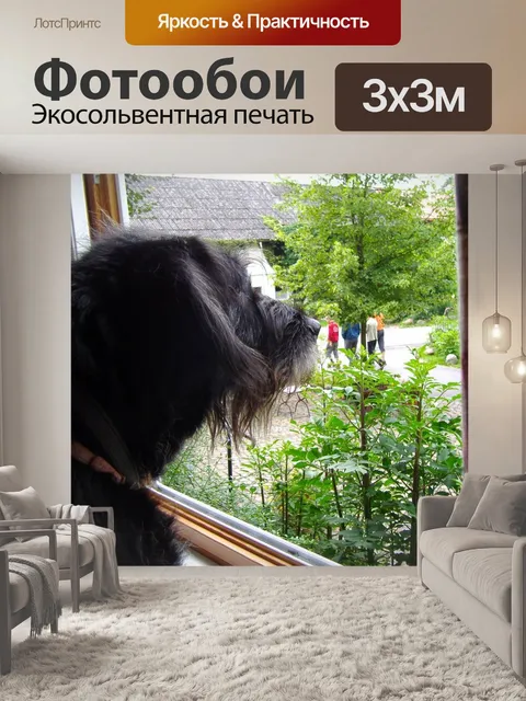 Фотообои Собака