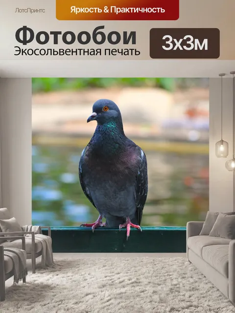 Фотообои Голубь