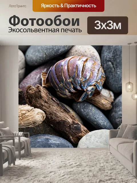 Фотообои Раковина морского животного