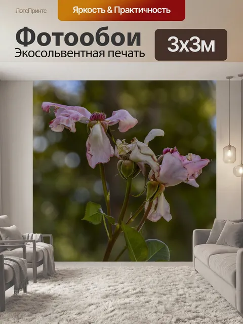 Фотообои Мертвая роза