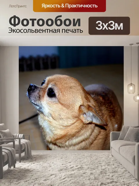 Фотообои Чихуахуа (а)