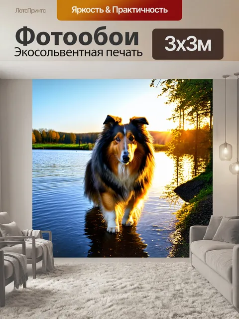 Фотообои колли играет на берегу озера, его отражение прекрасно отображается в воде