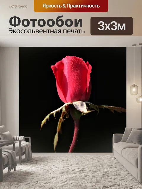 Фотообои Бутон красной розы с росой на черном
