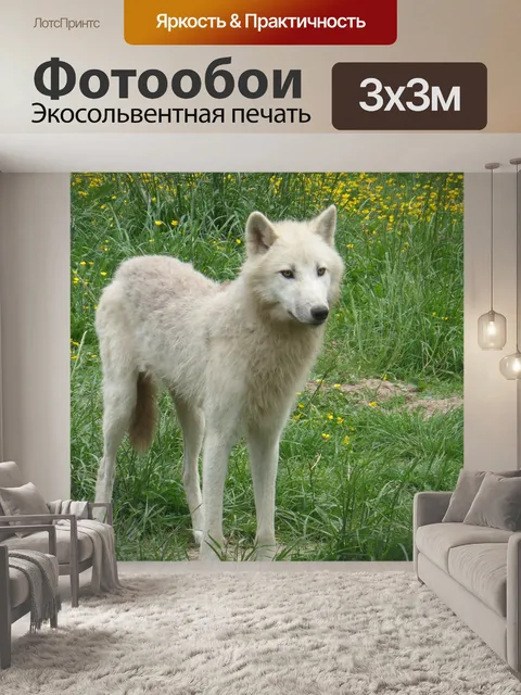 Фотообои Белый волк