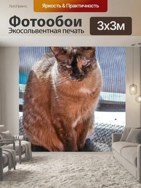 Фотообои Кошка