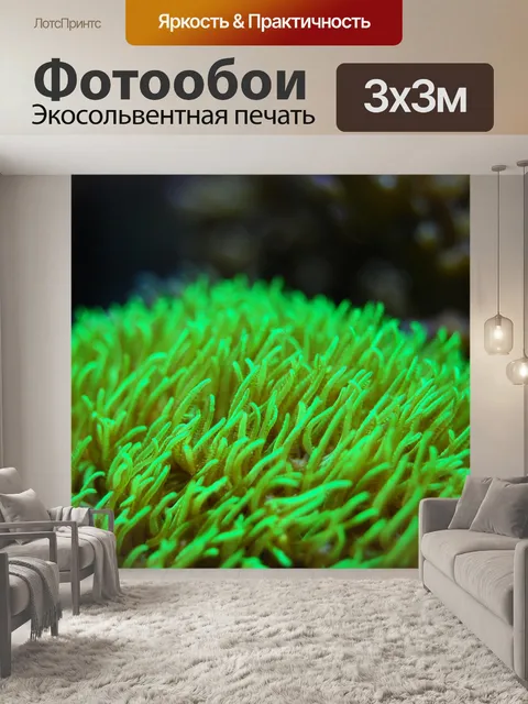 Фотообои Коралл