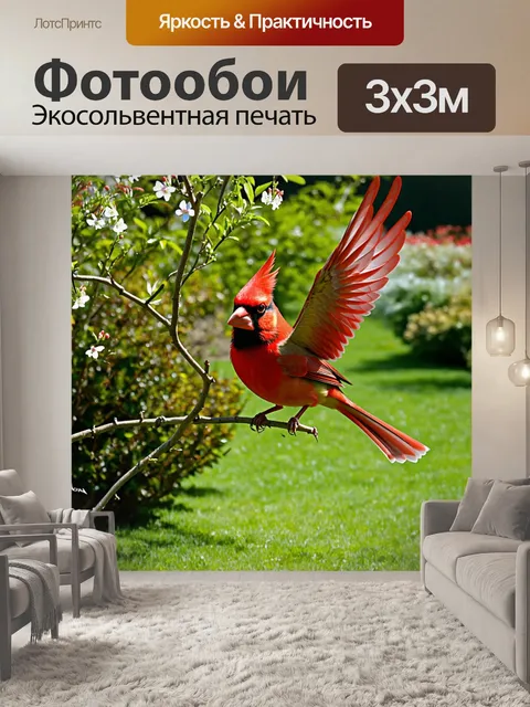 Фотообои динамичный снимок красного кардинала
