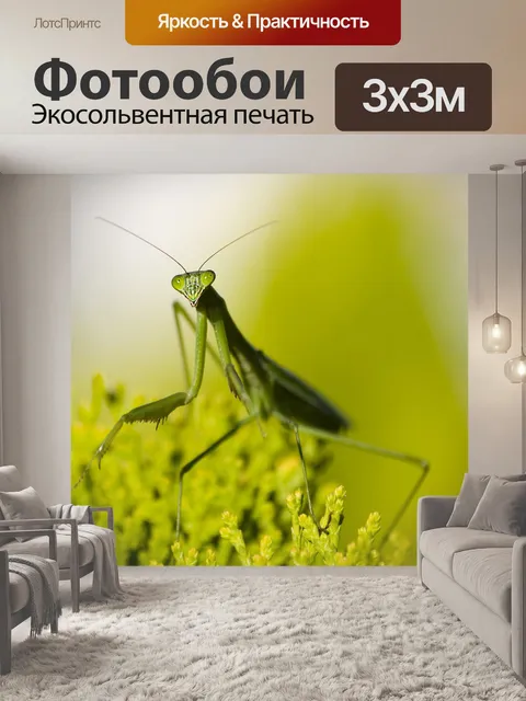 Фотообои Богомол