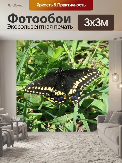 Фотообои Восточный черный махаон