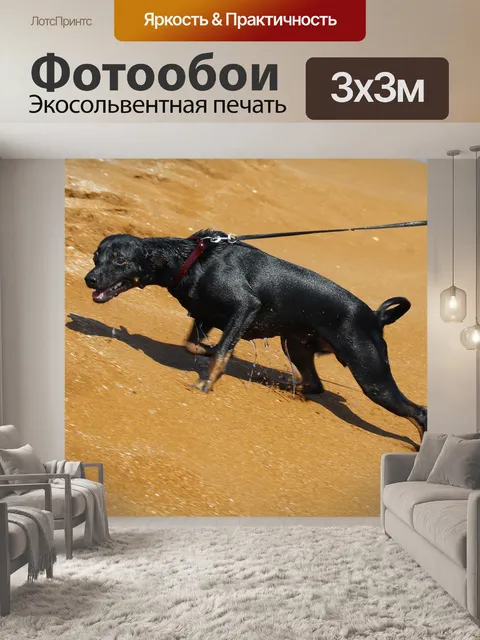 Фотообои Собака