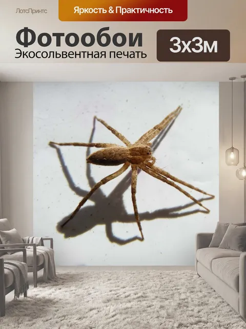 Фотообои Паук
