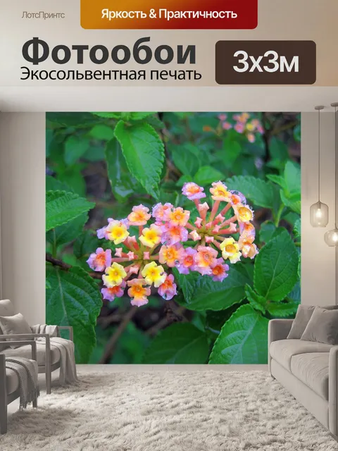 Фотообои лантана цветы с каплями