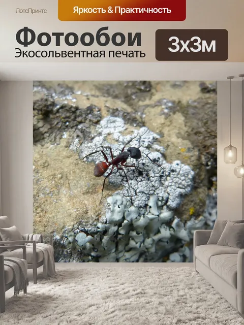 Фотообои Муравей