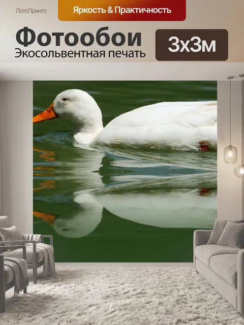 Фотообои белая утка отражение