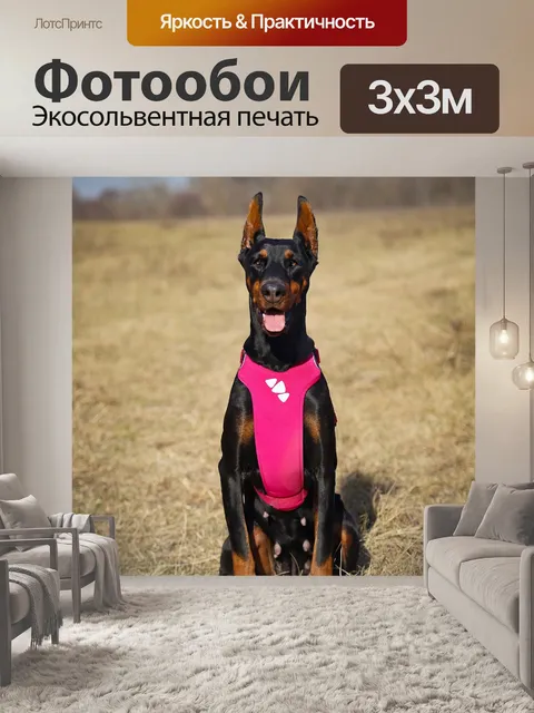 Фотообои Доберман