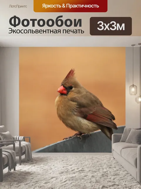 Фотообои Женский кардинал крупным планом