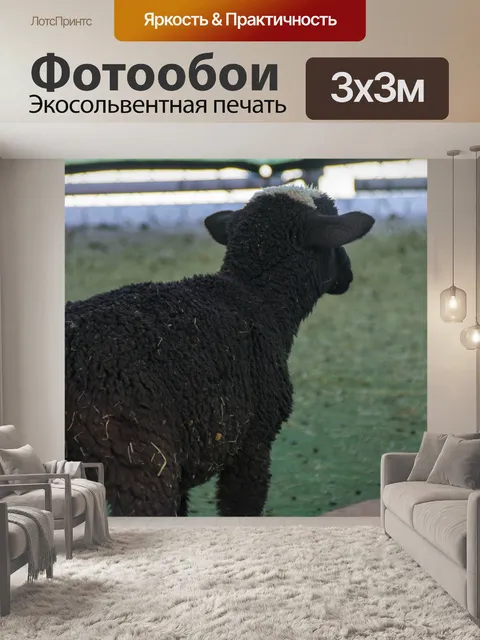 Фотообои ягненок